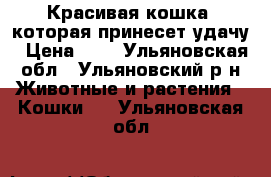 Красивая кошка, которая принесет удачу › Цена ­ 1 - Ульяновская обл., Ульяновский р-н Животные и растения » Кошки   . Ульяновская обл.